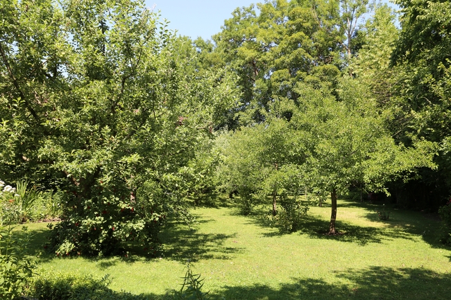 obstgarten uebersee